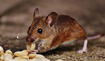 24 Hour & Emergency Exterminators in Lake Wazeecha, WI